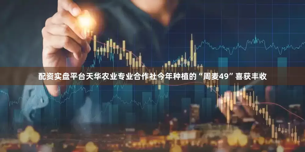 配资实盘平台天华农业专业合作社今年种植的“周麦49”喜获丰收