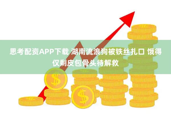 思考配资APP下载 湖南流浪狗被铁丝扎口 饿得仅剩皮包骨头待解救